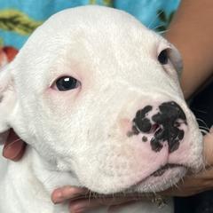 Pearl - Dogo Argentino puppy in Youngstown, Ohio from For The Love of Dogos