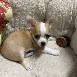 Hamilton - Merle male Chihuahua puppy in Canton, Texas from Heavenly Chihuahua