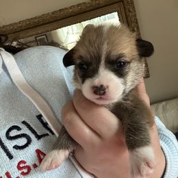 Rock Hudson - Red male Pembroke Welsh Corgi puppy in Louisburg, North Carolina from Lucky Penny Corgis