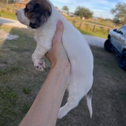 Bulldog, Bull Terrier, and Dachshund Puppies from Cloud Nine Ranch Bullies