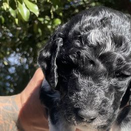 Orange - Labradoodle puppy in Santa Maria, California from Diaz Doodles