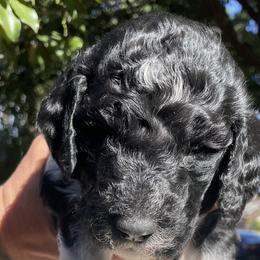 Orange - Labradoodle puppy in Santa Maria, California from Diaz Doodles