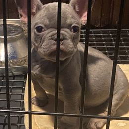 French Bulldogs from GC Bulldogs
