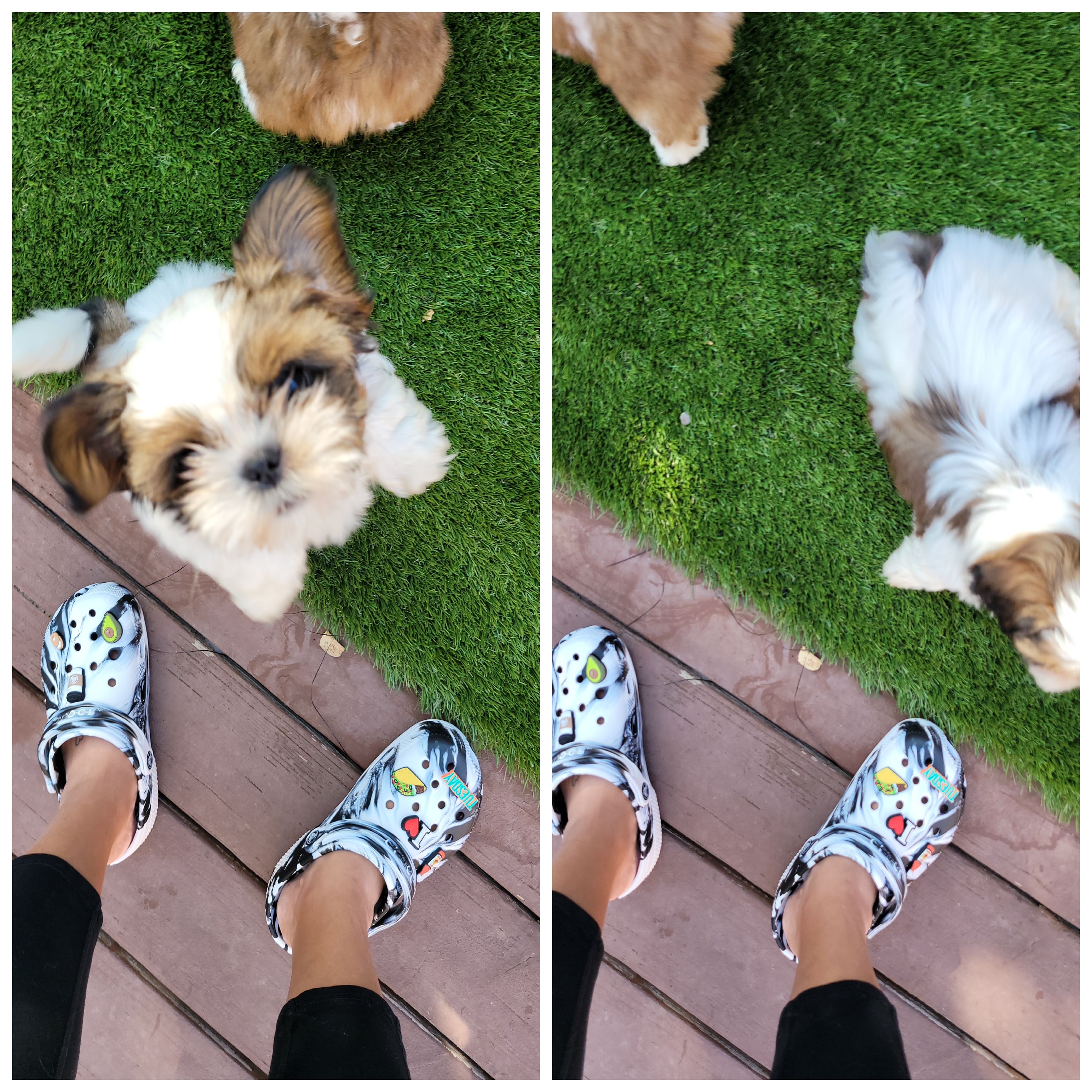 Shih Tzu Puppies from ShihTzuki Pups