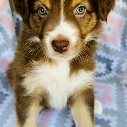 Australian Shepherd Puppies from Jo’s Aussies