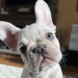 French Bulldogs from Lazy Acres Farm