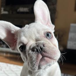 French Bulldogs from Lazy Acres Farm