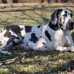 Great Danes from Chesapeake Blues Great Danes