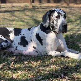 Great Danes from Chesapeake Blues Great Danes