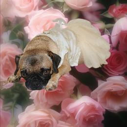 Faye - Pug