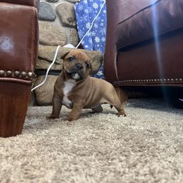 French Bulldog and Staffordshire Bull Terrier Puppies from Sincerity