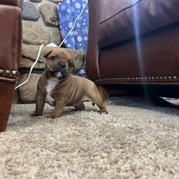 French Bulldog and Staffordshire Bull Terrier Puppies from Sincerity