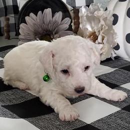 Bichon Frises from Havenkennels