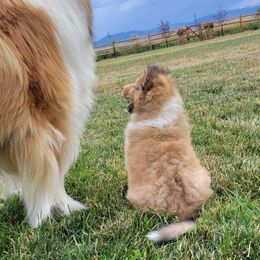 Collie Puppies from Riverrun Collies
