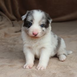 Keon - Brown Collar - AKC - Slate merle male Border Collie puppy in Courtland, Alabama from C Bar C Ranch Border Collies