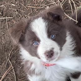 Girl 1 - Red female Border Collie puppy in New Franklin, Ohio from Whipple Farms