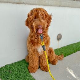 Lucy - Australian Labradoodle