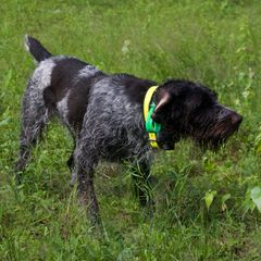 German Wirehaired Pointers from Granite State Gun Dogs