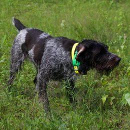 German Wirehaired Pointers from Granite State Gun Dogs