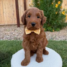 Rocket - Red  male Goldendoodle puppy in Las Vegas, Nevada from Bridges Goldendoodles
