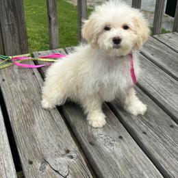 Connie - Cream female Maltipoo puppy in Lancaster, Kentucky from Dream Paws Puppies, LLC