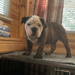 Bulldog Puppies from Chrissy Wilkerson's Bulldogs
