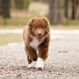 Australian Shepherd Puppies from Broken Arrow Australian Shepherds