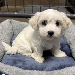 Millie - White female Coton de Tulear puppy in Mead, Oklahoma from Bar W Cotons