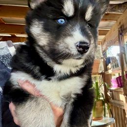 Karma Boy 1 - Agouti and white male Siberian Husky puppy in Walker, Louisiana from TRUHUSKY SIBERIANS