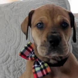 Feliz - Great Dane puppy in Loris, South Carolina from Outback Danes