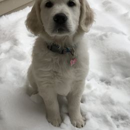 Golden Retriever Puppies from Valley View Goldens