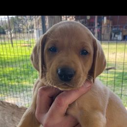 Labrador Retriever Puppies from Fuller Paws of Texas
