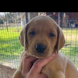Labrador Retriever Puppies from Fuller Paws of Texas