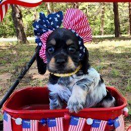 M'Lynn - Blue roan and tan female Cocker Spaniel puppy in Tecumseh, Oklahoma from Gambill's Cocker Spaniel Cuties