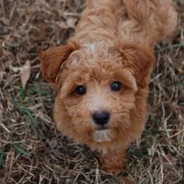 Australian Labradoodle, Labradoodle, and Goldendoodle Puppies from Red Spring Farm