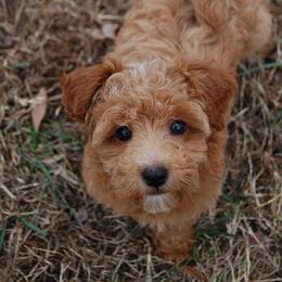 Australian Labradoodle, Labradoodle, and Goldendoodle Puppies from Red Spring Farm
