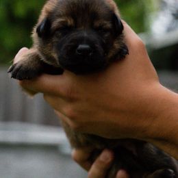 Girl 2 - German Shepherd puppy in Tamiami, Florida from Vom MontHaus