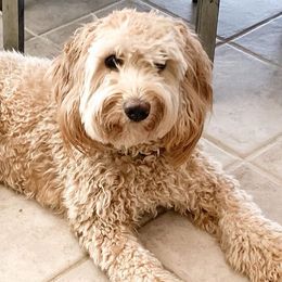 Tatum - Goldendoodle