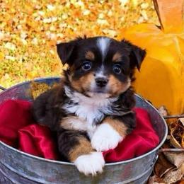 Paw Patrol Chase - Black tri male Toy Australian Shepherd puppy in Tennessee from Coolsprings Aussies