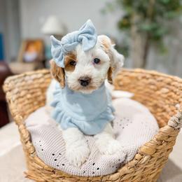 Cotton Candy - Parti female Goldendoodle puppy in Sulphur, Louisiana from Curly Q’s Of Carlyss