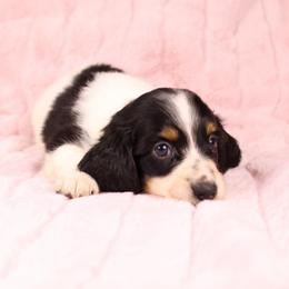 Jax - Piebald male Dachshund puppy in Purdy, Missouri from Shotgun Pups