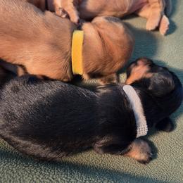 Dachshund Puppies from Rebeka Davy