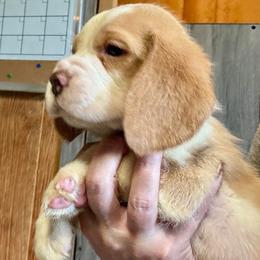 Ridge - Red and white male Beagle puppy in Viper, Kentucky from Mountain Top