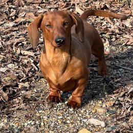 Hanky - Red male Dachshund puppy in Crystal, Michigan from Mare-Bella Smoothcoat Edition