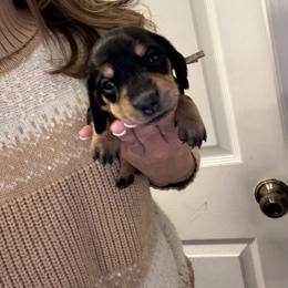 Grace - Black and cream female Dachshund puppy in Miami, Florida from Teenie Bikini Weenies