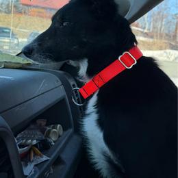 Bonnie - Border Collie