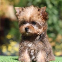 Pomeranian and Yorkshire Terrier Puppies from Dreaming Puppies