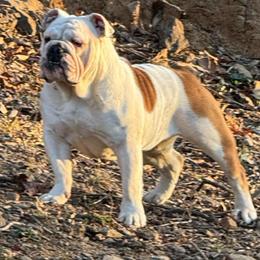 Martha - Bulldog