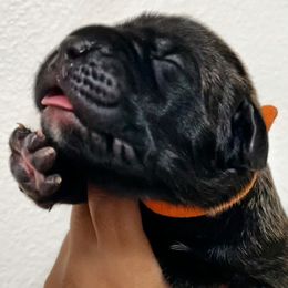 Cane Corso Puppies from High Society Cane Corso