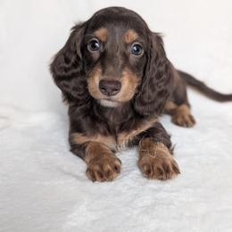 Girl 2 - Chocolate and tan female Dachshund puppy in San Diego, California from Sweetheart Doxies LLC